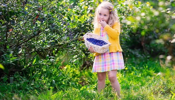 Полезные свойства и противопоказания голубики садовой Фото голубики садовой и ее полезные свойства