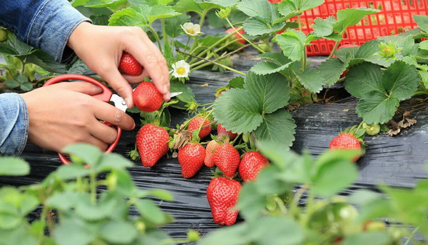 Клубника большая и сладкая Большая и сладкая клубника