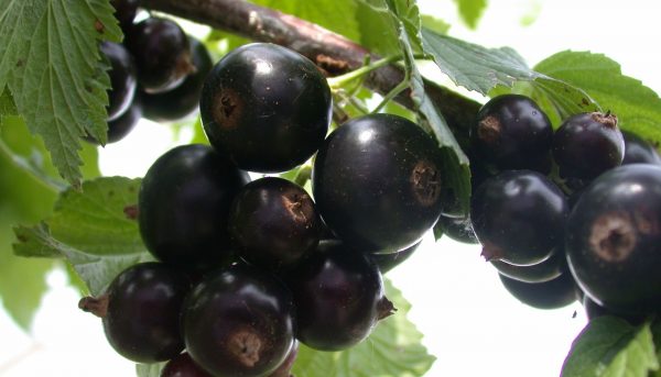 Максимальная отдача от смородины с помощью посадки и обрезки Фото крупной смородины после обрезки