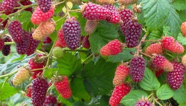 Правильная посадка ежемалины дает хороший урожай Фото урожая ежемалины