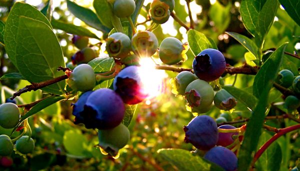 Внешнее описание голубики Фото как выглядит голубика