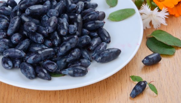 Внешний вид съедобной жимолости Фото внешнего вида жимолости съедобной