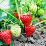 Большой урожай крупной клубники