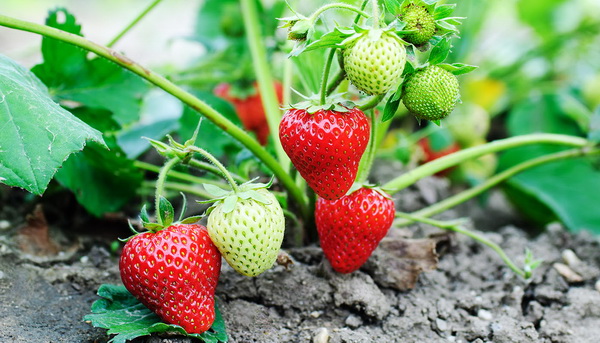 Богатый урожай крупной клубники