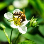 Фото белых сортов клубники и земляники