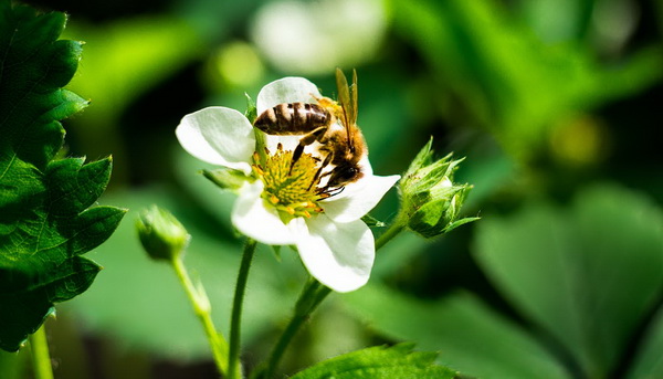Фото белых сортов клубники и земляники