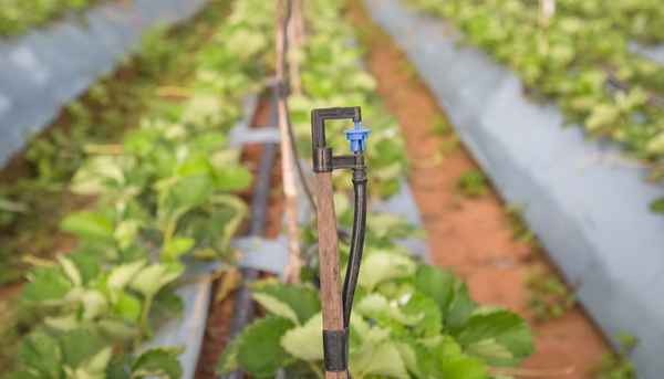 Фото болезней клубники и способы борьбы с ними