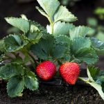 Фото большой клубники