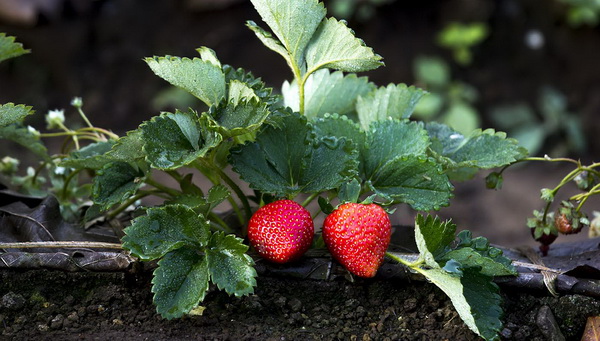 Фото большой клубники