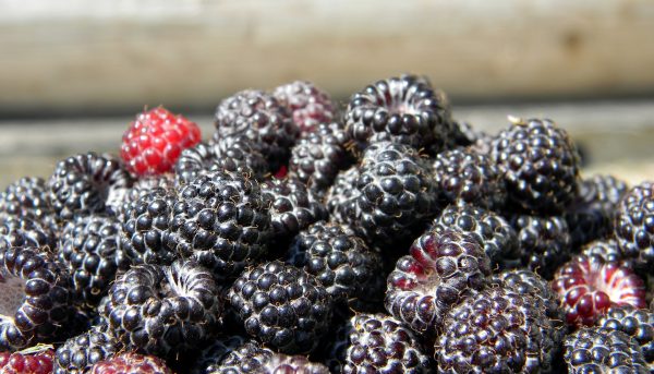 Фото черной малины, выращивание и уход за ней