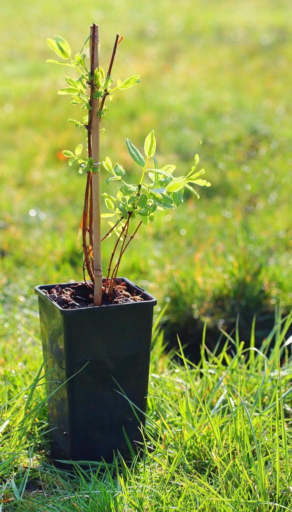 Фото покупки жимолости для посадки