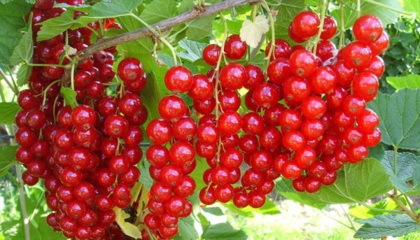 Фото гибридной смородины и ее полезных свойств