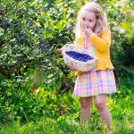 Фото голубики садовой и ее полезные свойства