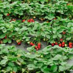 Фото грядок клубники для сада и большого огорода