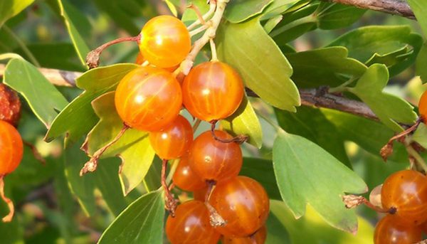 Фото спасения смородины от болезней и вредителей