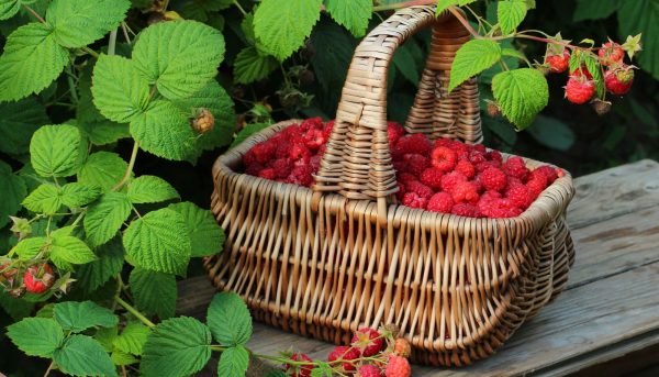 Фото спасения ягоды малины от вредителей