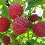 Фото ухаживания за кустами малины