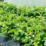 Фото клубники белого цвета