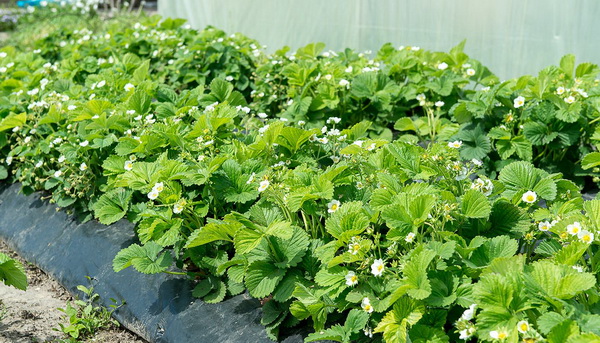 Фото клубники белого цвета