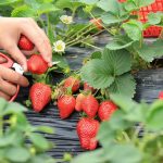 Большая и сладкая клубника