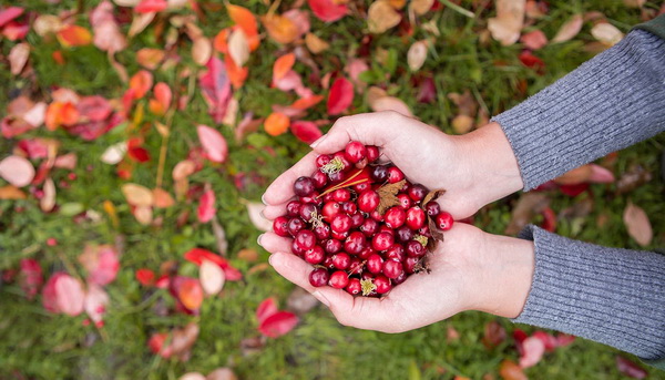 Фото клюквы садовой, ее уход и выращивание