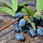 Фото описания жимолости и ухода за ней