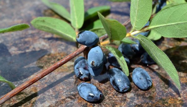 Фото описания жимолости и ухода за ней