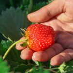 Ремонтантная клубника