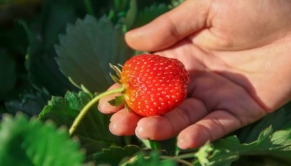 Ремонтантная клубника