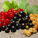 Фото сортов смородины