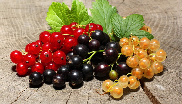 Фото сортов смородины