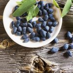 Фото жимолости лучшее время и правила ее посадки в грунт