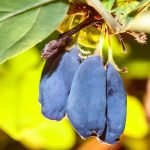 Фото болезней жимолости съедобной