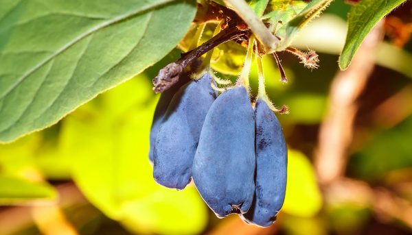 Фото болезней жимолости съедобной