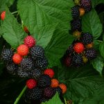 Фото описание и характеристики ежемалины