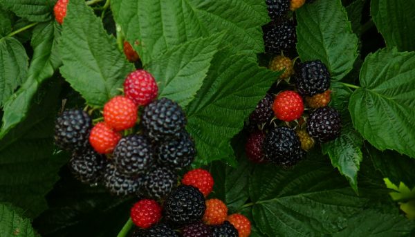 Фото описание и характеристики ежемалины