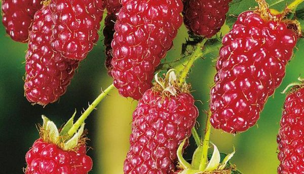 Фото ежемалины садовой