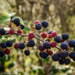 Фото сортов ежевики