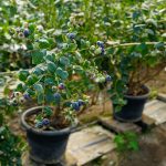 Фото выращивания голубики американской