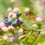 Фото групповой посадки голубики и уход за ней