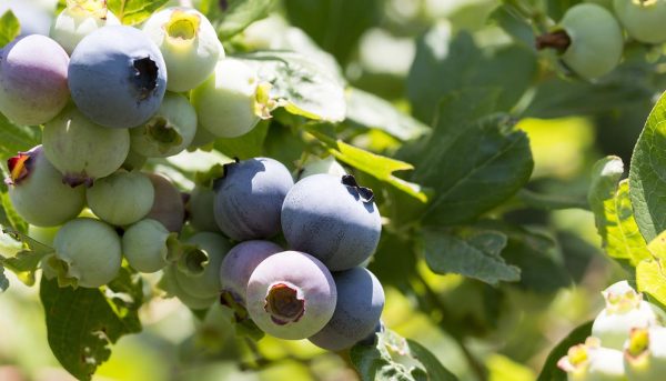 Фото голубики на садовом участке, посадка и уход