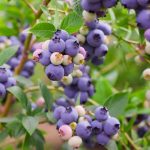 Фото ухода за голубикой, посадка и агротехника