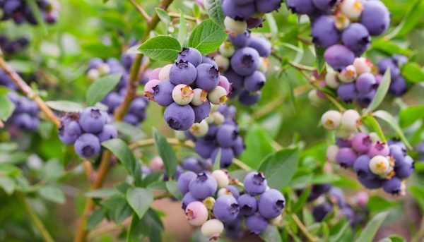 Фото ухода за голубикой, посадка и агротехника