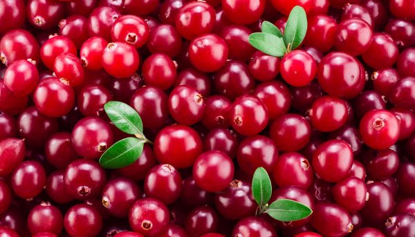 Фото урожая клюквы