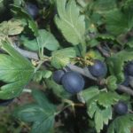 Фото ягоды ешта, ее выращивание и уход