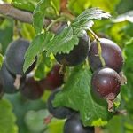 Фото особенностей ешты по посадке и уходу