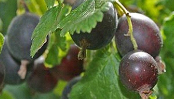 Фото особенностей ешты по посадке и уходу