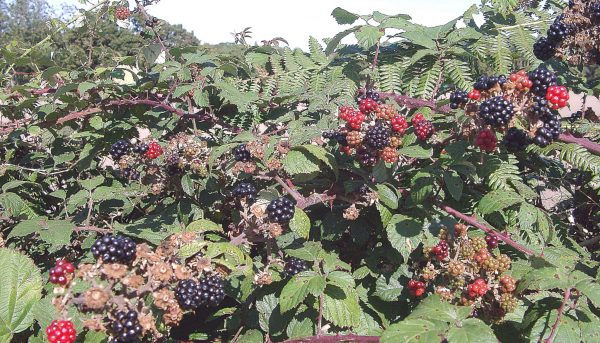 Фото правильного выращивания и ухода за ежевикой
