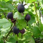 Фото выращивания ешты на юге