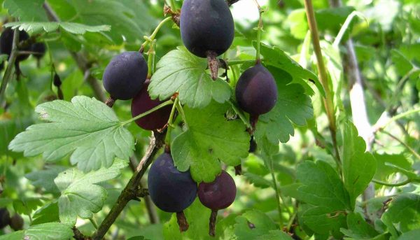 Фото выращивания ешты на юге